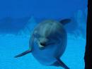 Delfino in acquario